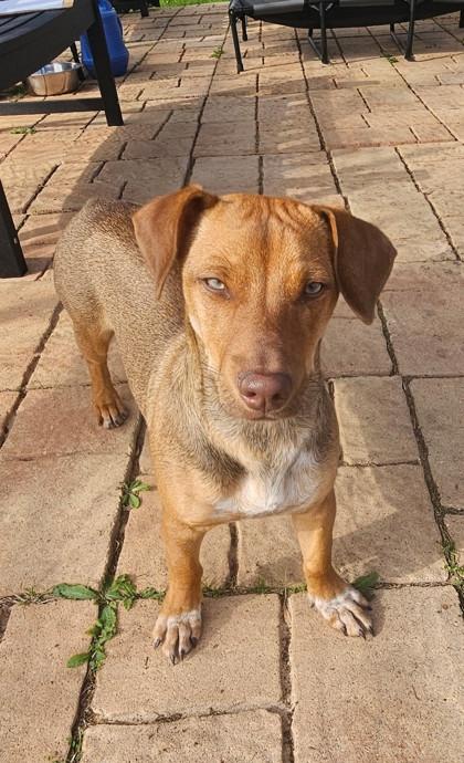 Enlarge Waldo, a Adoptable mixed breed in Houston, TX image 2/3