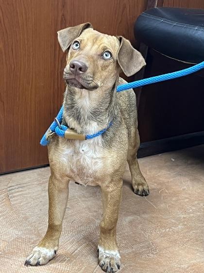 Enlarge Waldo, a Adoptable mixed breed in Houston, TX image 3/3