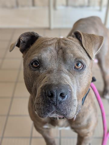 Enlarge DALTON, a Adoptable Pit Bull Terrier in Dayton, OH image 1/1