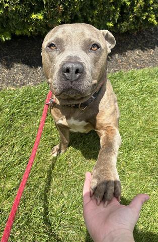 DALTON, Adoptable, Young Male Pit Bull Terrier.