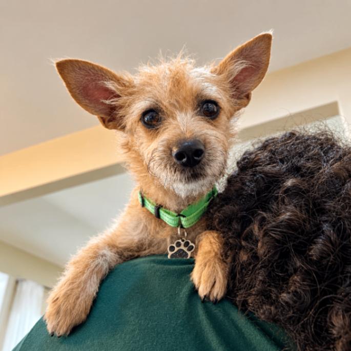 Dulce Kisses Little Lap Lover, Adoptable, Young Female Cairn Terrier.