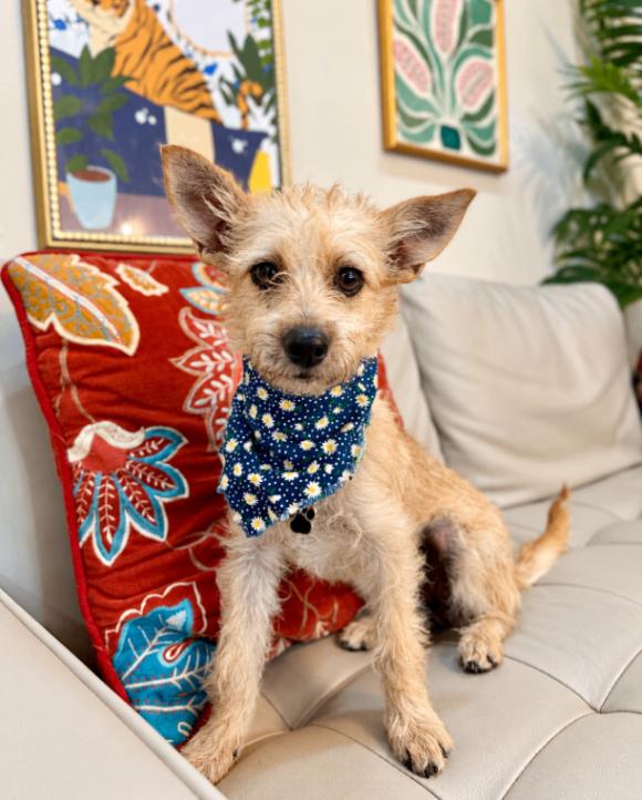 Enlarge Dulce Kisses Little Lap Lover, a Adoptable mixed breed in Friendswood, TX image 5/6