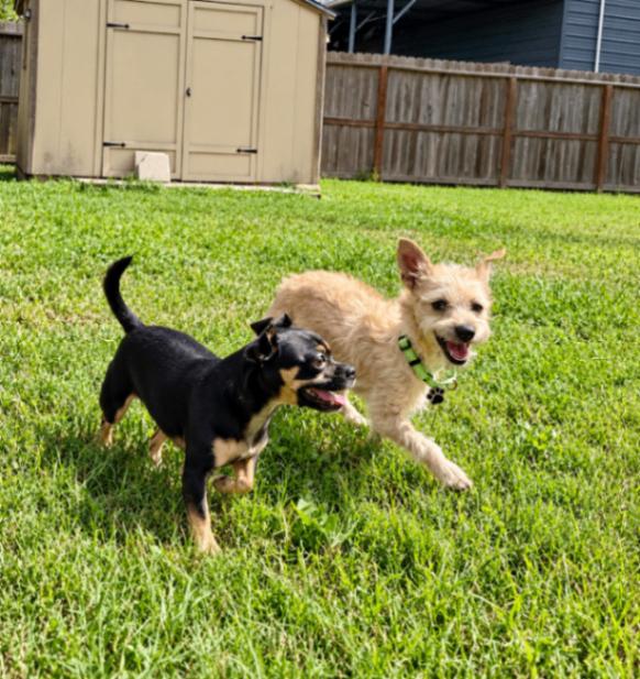 Enlarge Dulce Kisses Little Lap Lover, a Adoptable mixed breed in Friendswood, TX image 4/6