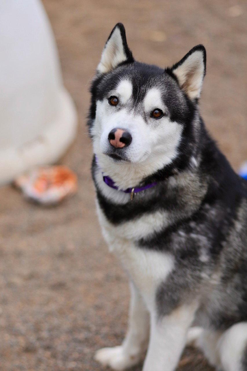 Kodiak, Adoptable, Adult Male Husky.