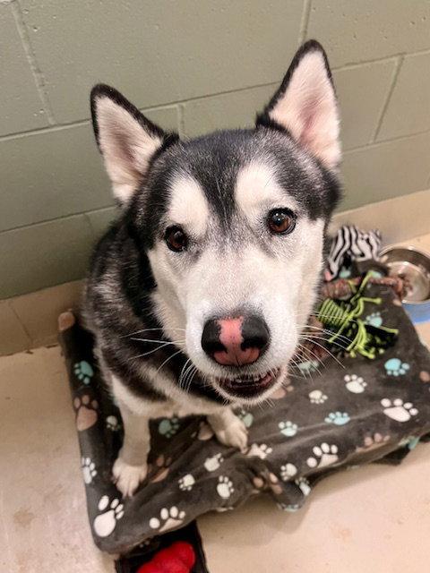 Enlarge Kodiak, a Adoptable Husky in Webster, WI image 2/3