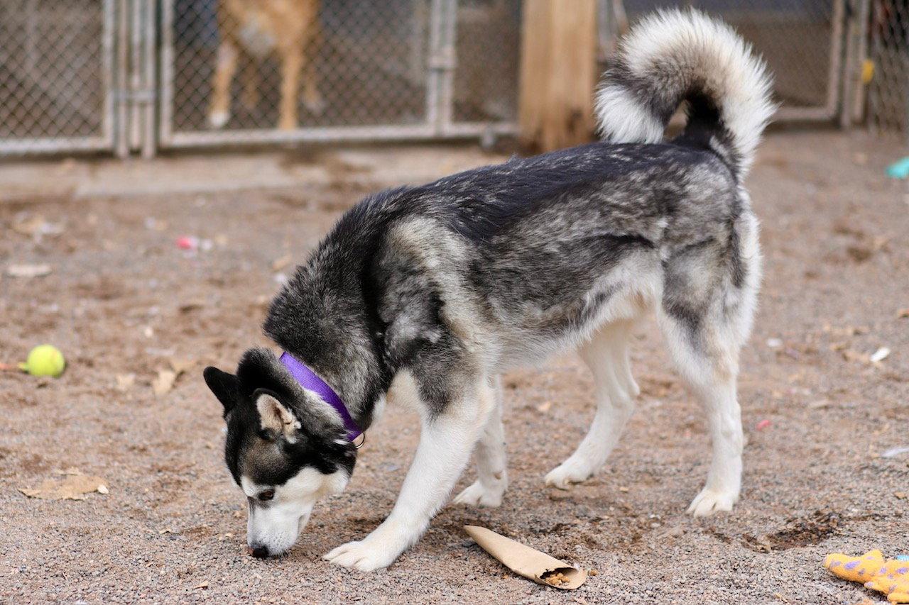 Enlarge Kodiak, a Adoptable Husky in Webster, WI image 3/3