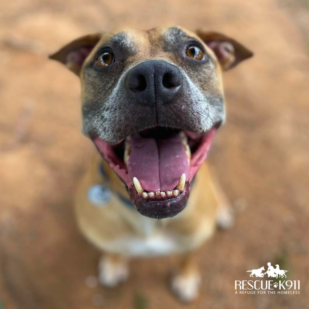 Enlarge Starky, a Adoptable mixed breed in Camp Hill, AL image 1/4