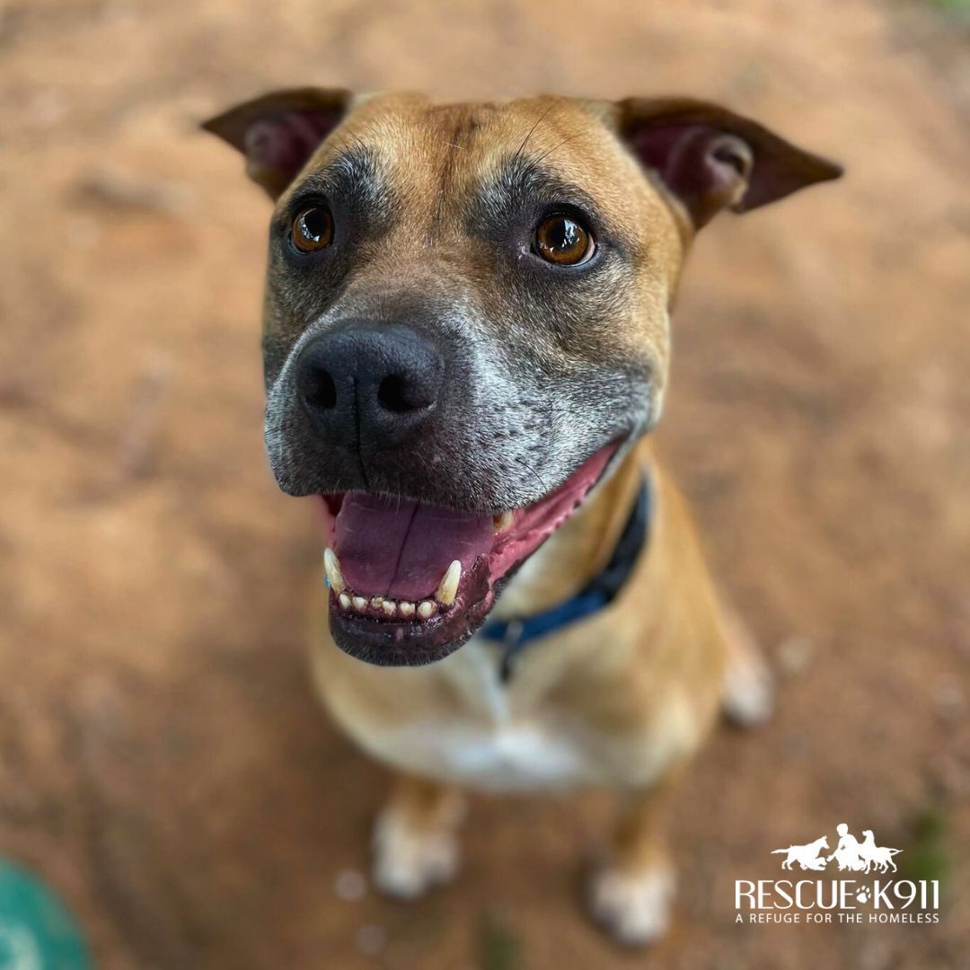 Enlarge Starky, a Adoptable mixed breed in Camp Hill, AL image 2/4