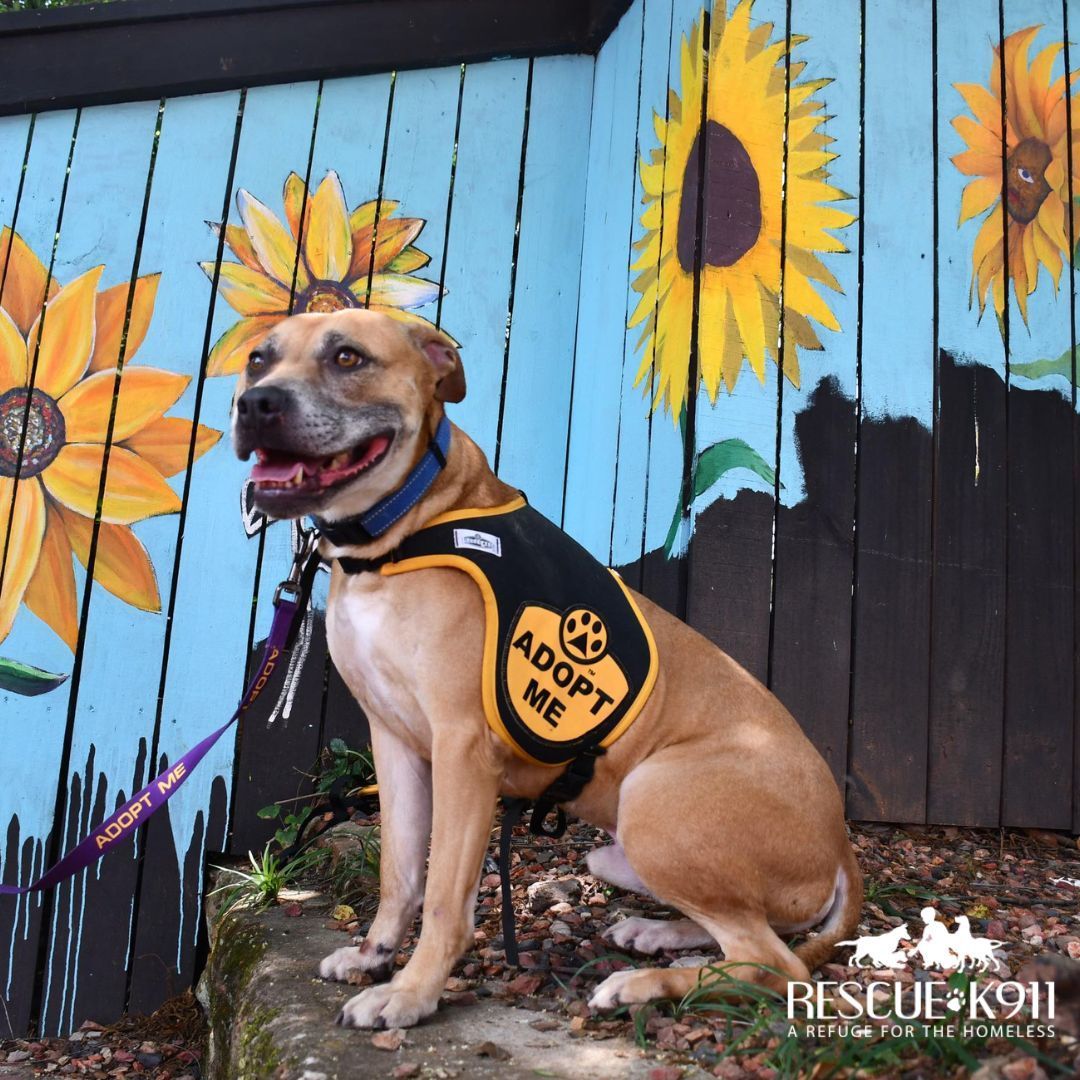 Enlarge Starky, a Adoptable mixed breed in Camp Hill, AL image 4/4