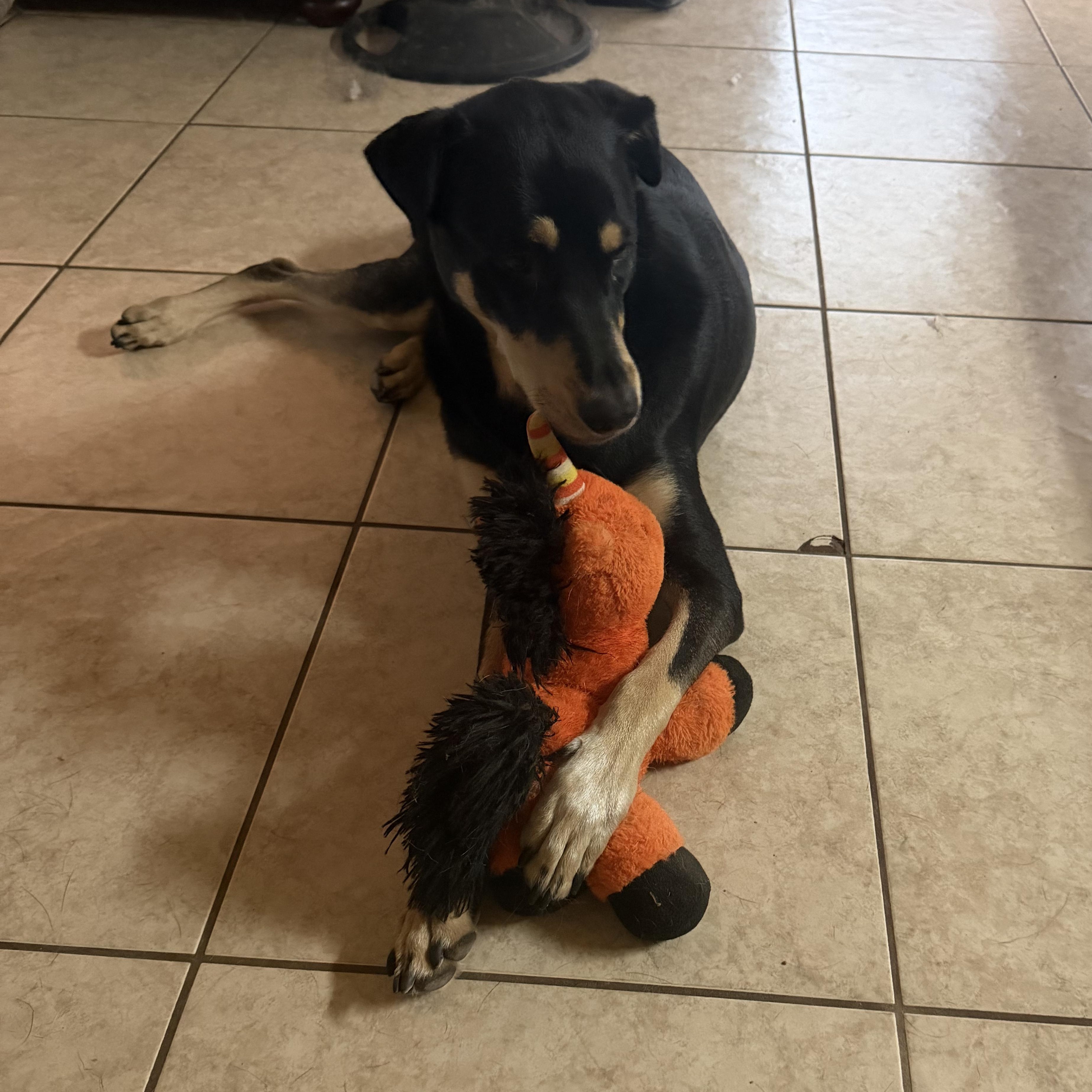 Rain, ADOPTABLE, Young Male Doberman Pinscher.
