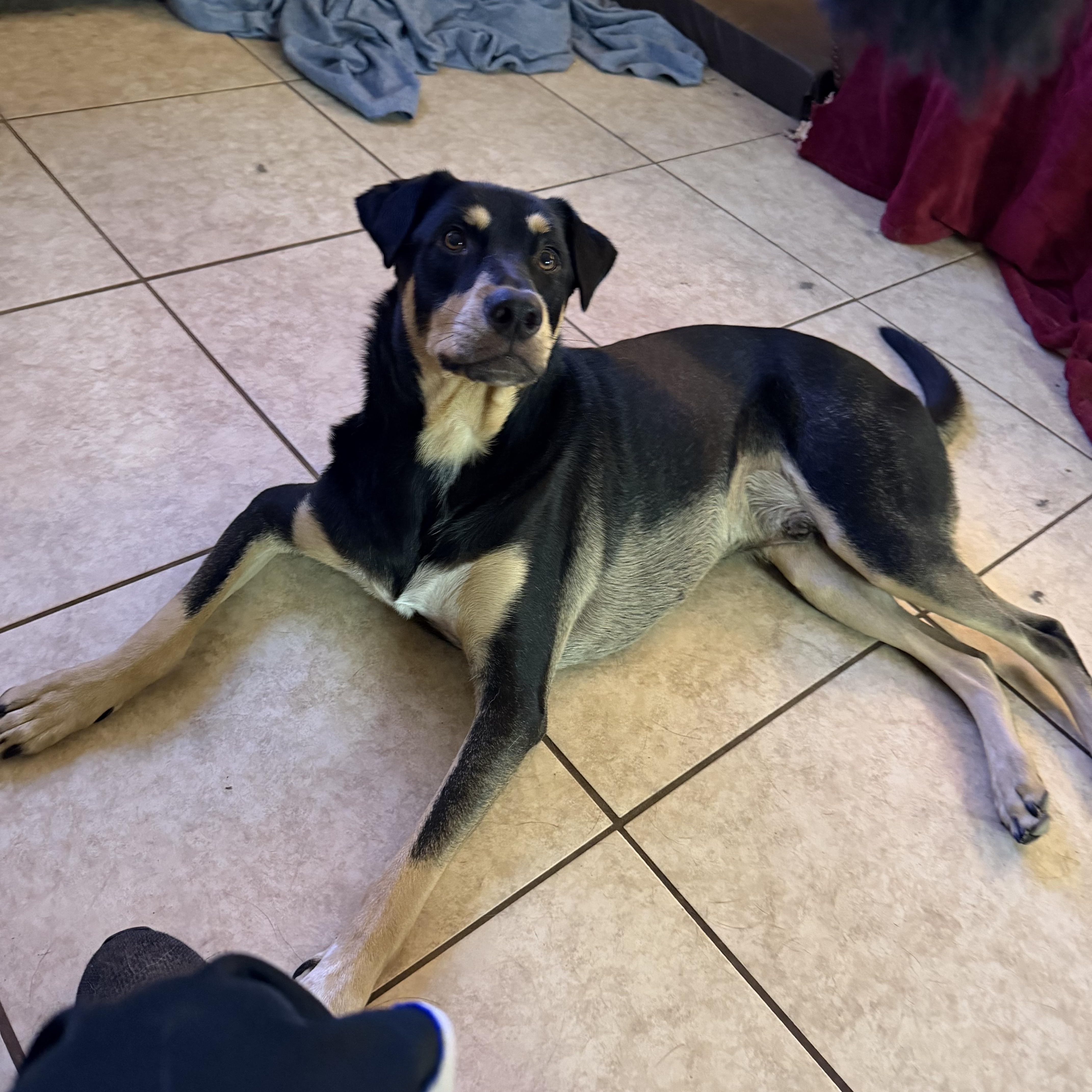 Enlarge Rain AKA Duece, a Adopted Doberman Pinscher in Phoenix, AZ image 3/4