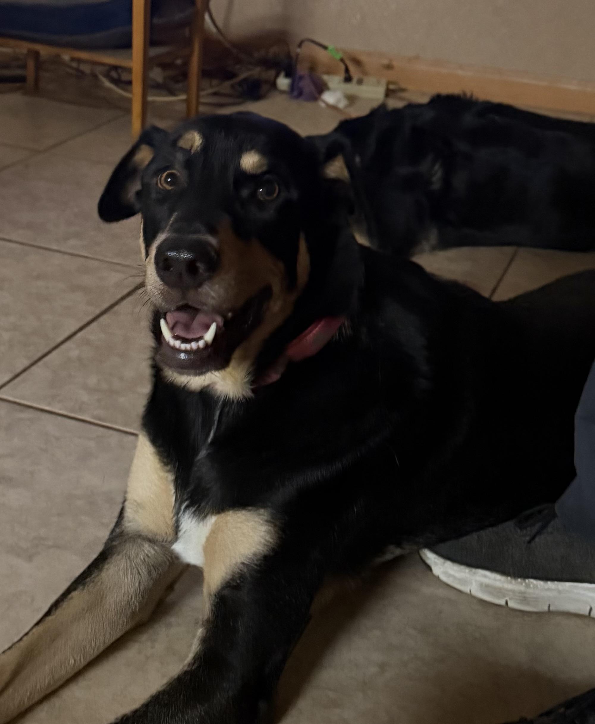 Enlarge Rain AKA Duece, a Adopted Doberman Pinscher in Phoenix, AZ image 2/4