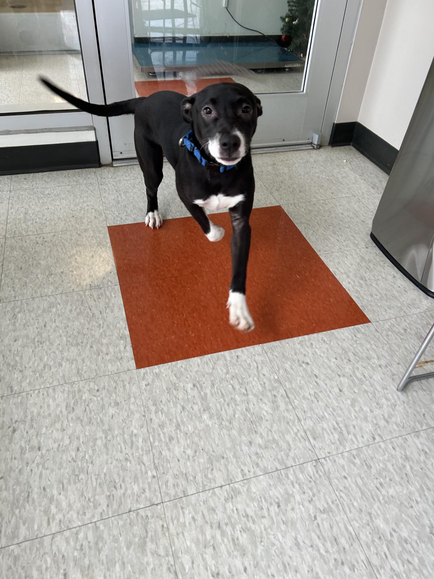 Velvet A212732