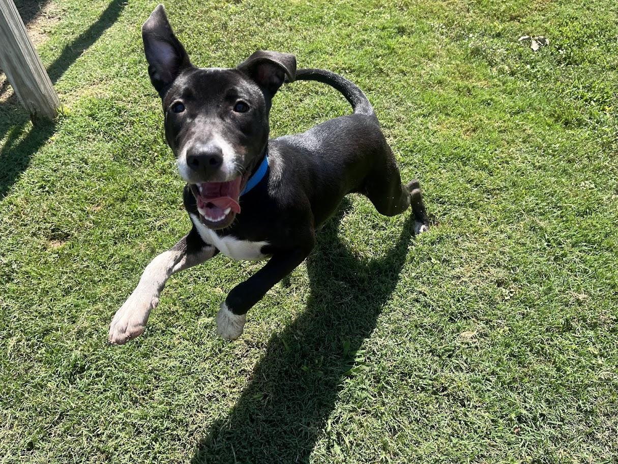 Velvet A212732