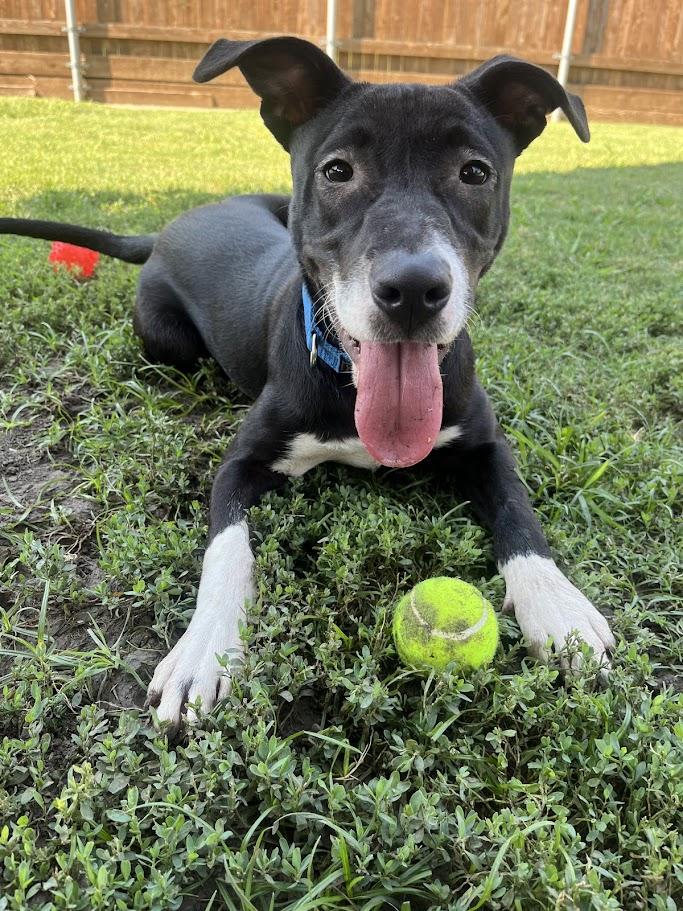 Velvet A212732