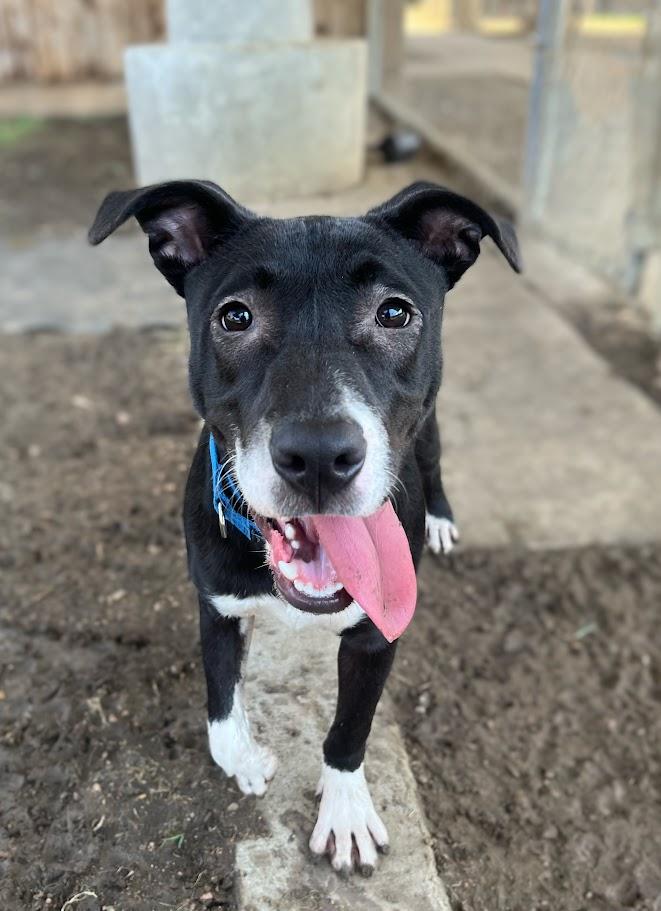 Velvet A212732