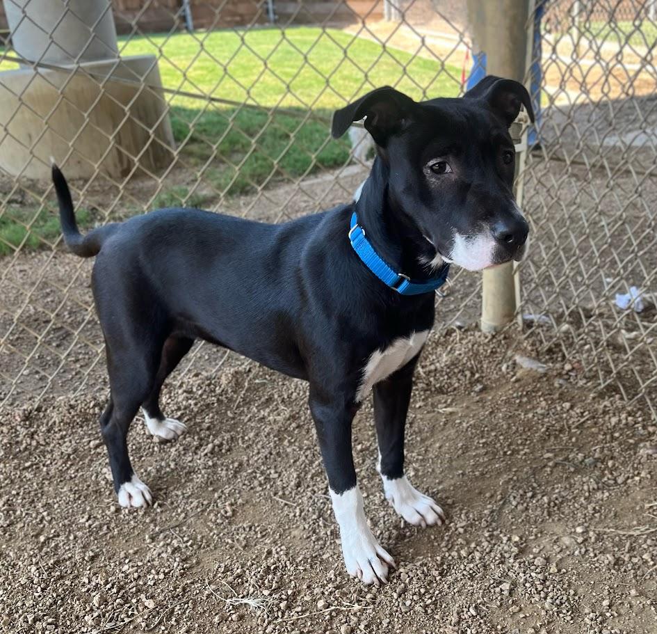 Velvet A212732