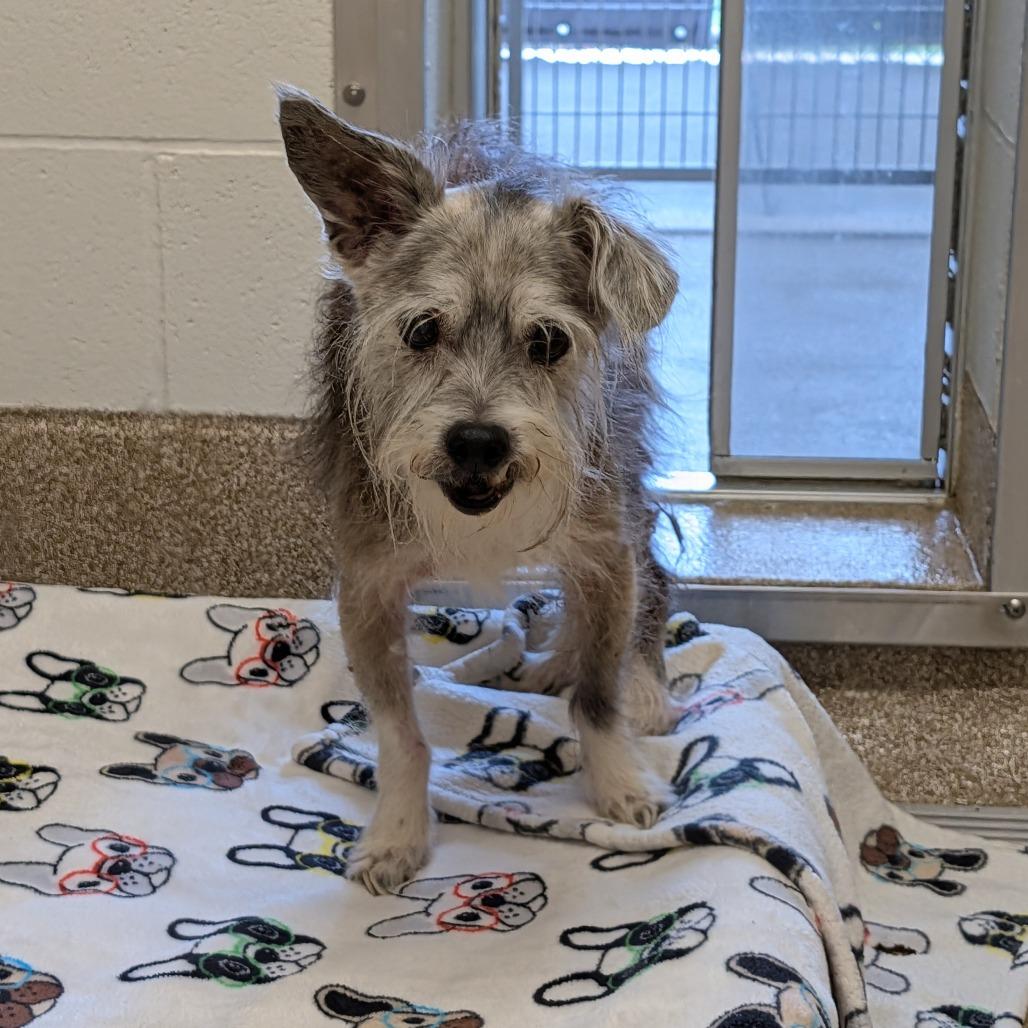 Enlarge Carl, a Adoptable mixed breed in League City, TX image 1/1