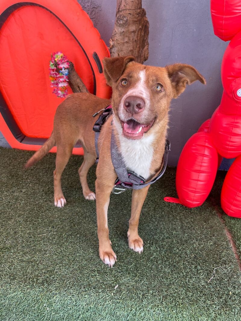 Dog for adoption Felicity, a Labrador Retriever & Hound Mix in Las