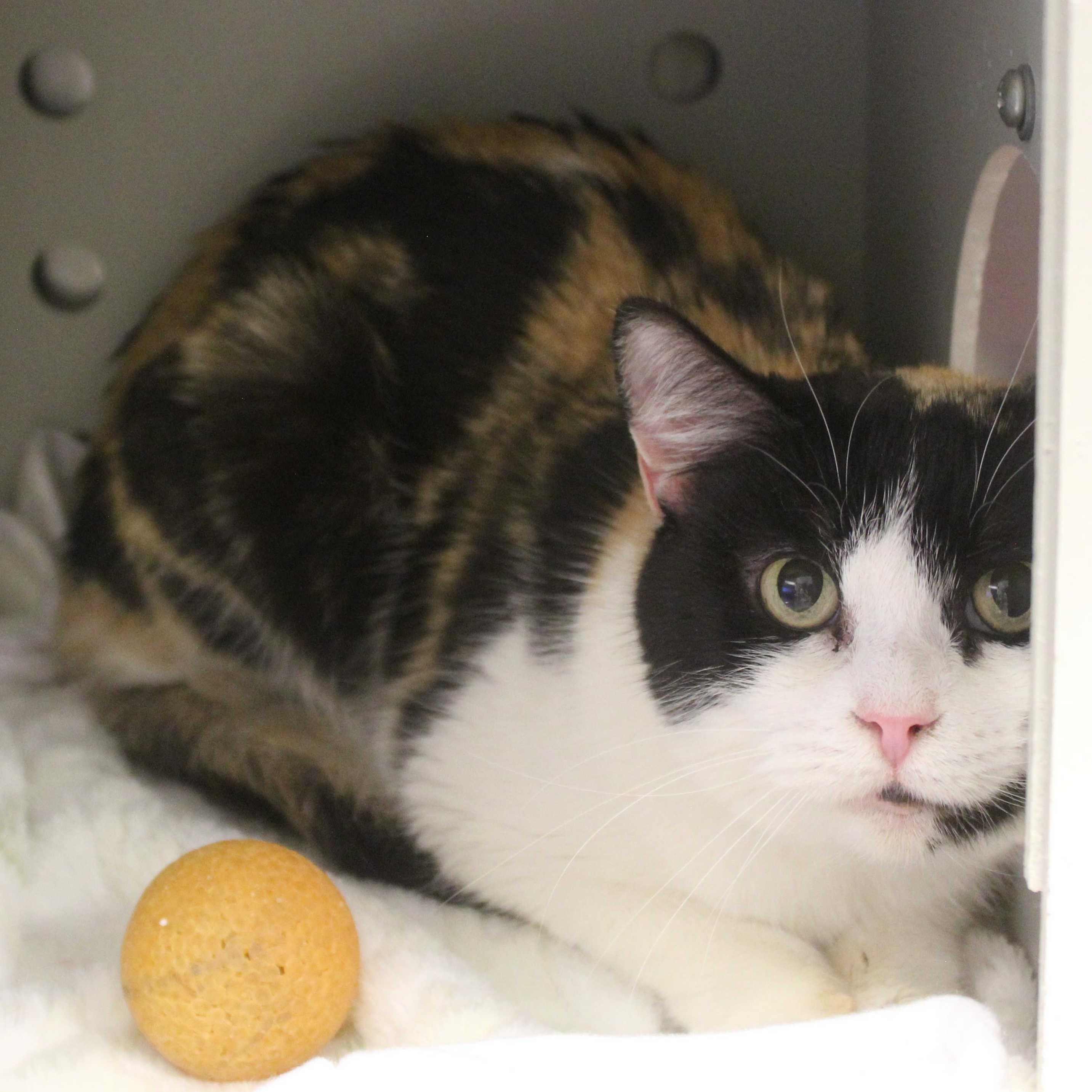 Enlarge Dutchess, an adopted Domestic Medium Hair in Yucca Valley, CA image 1/1