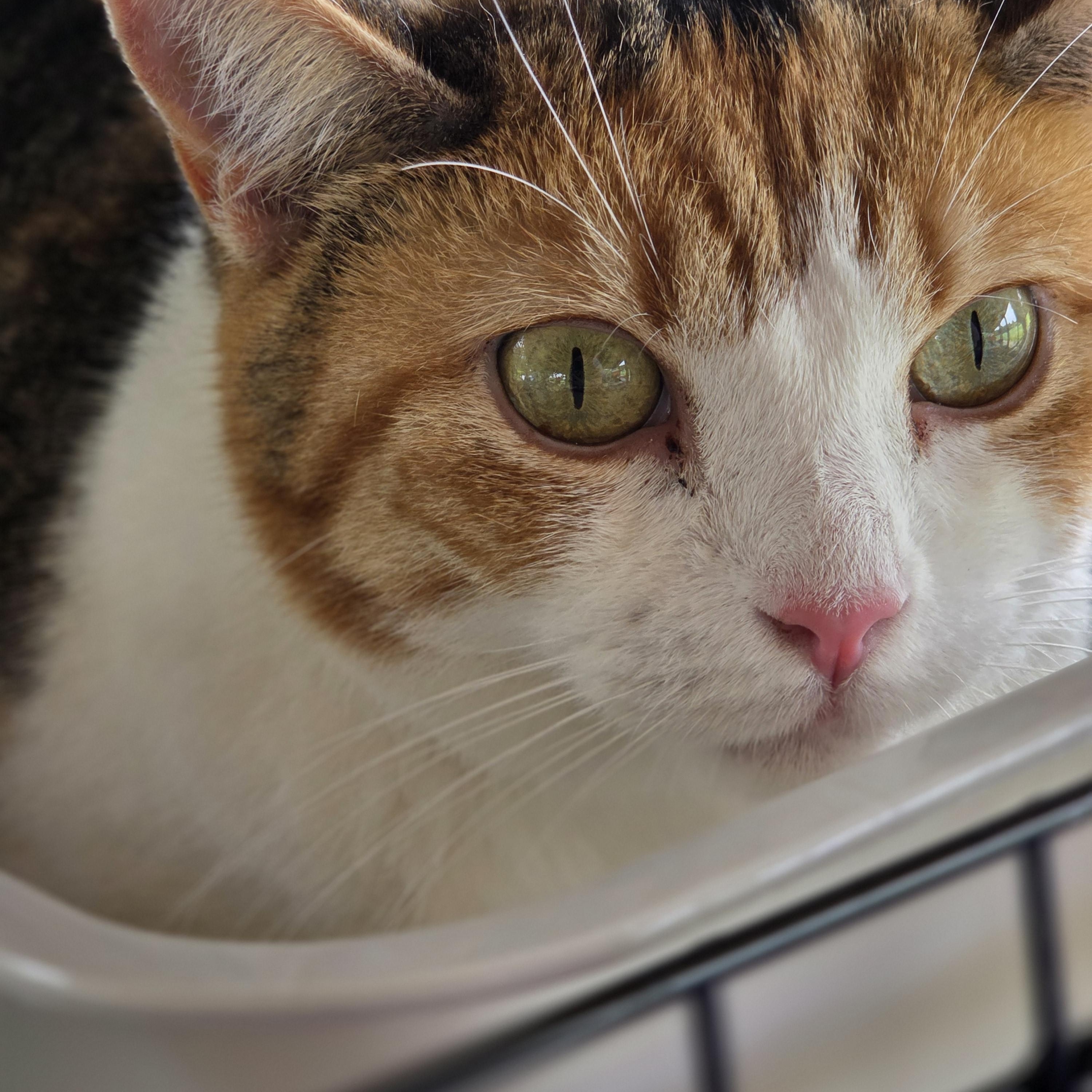 Gracie, a Adoptable mixed breed image 4/4