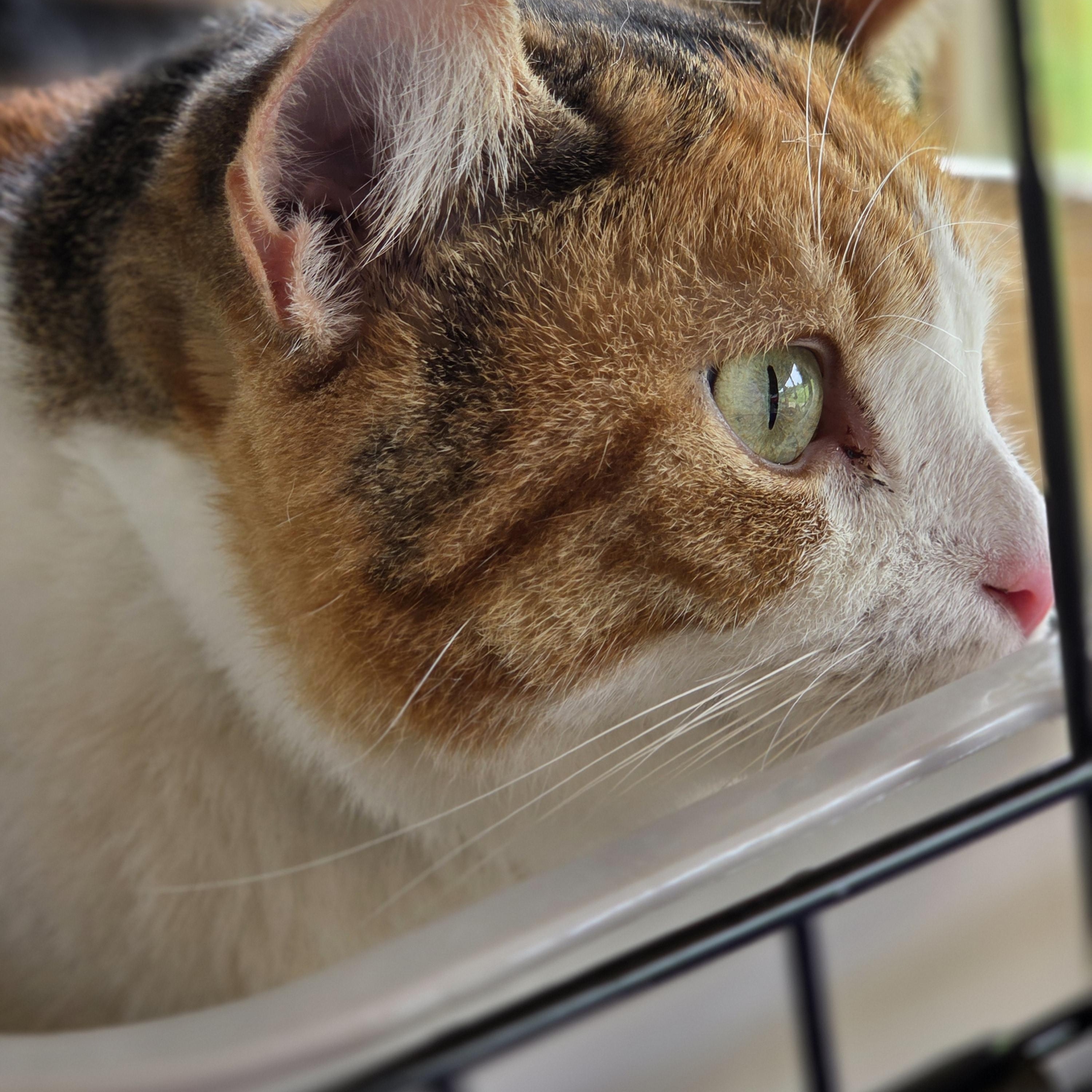 Gracie, a Adoptable mixed breed image 3/4