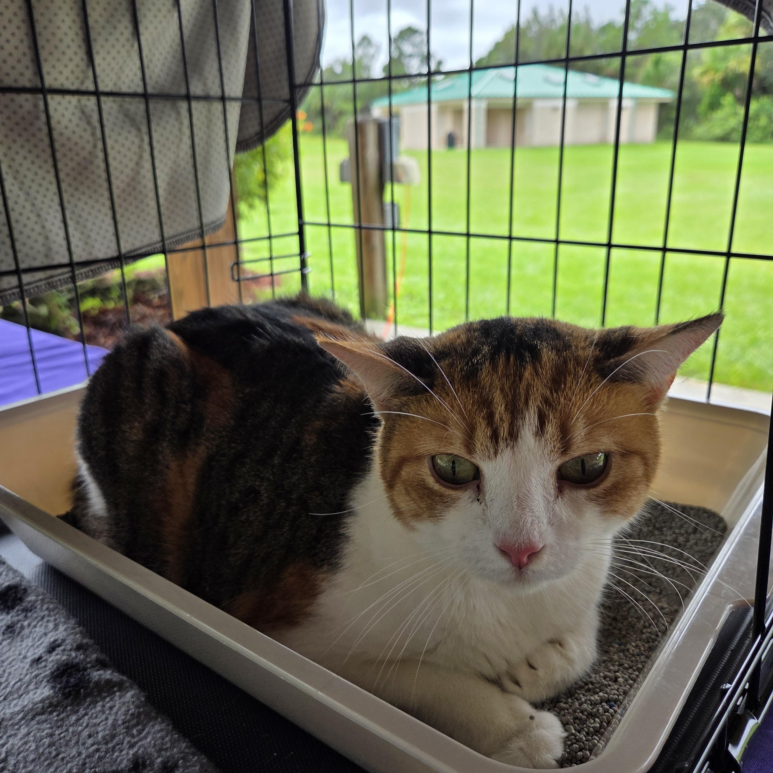 Gracie, Adoptable, Senior Female Calico.