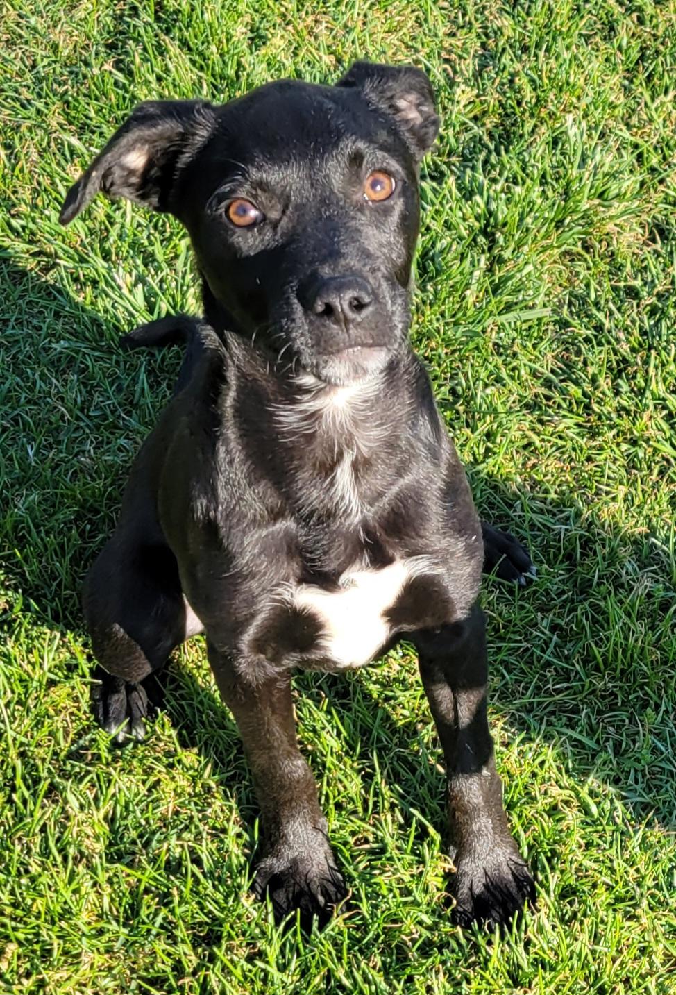 Enlarge Natasha , a ADOPTABLE mixed breed in Elwood, NJ image 2/6