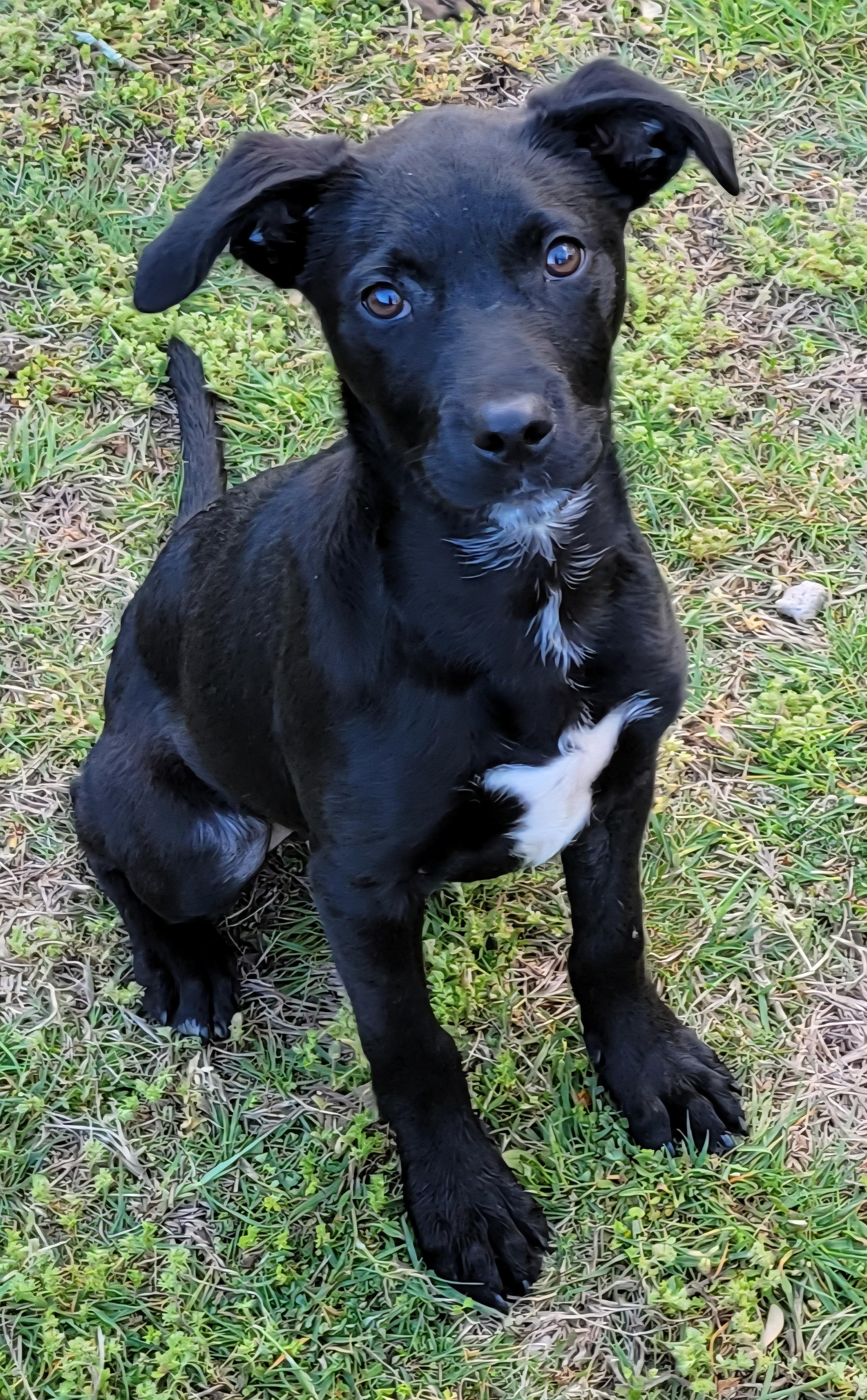 Enlarge Natasha , a ADOPTABLE mixed breed in Elwood, NJ image 4/6