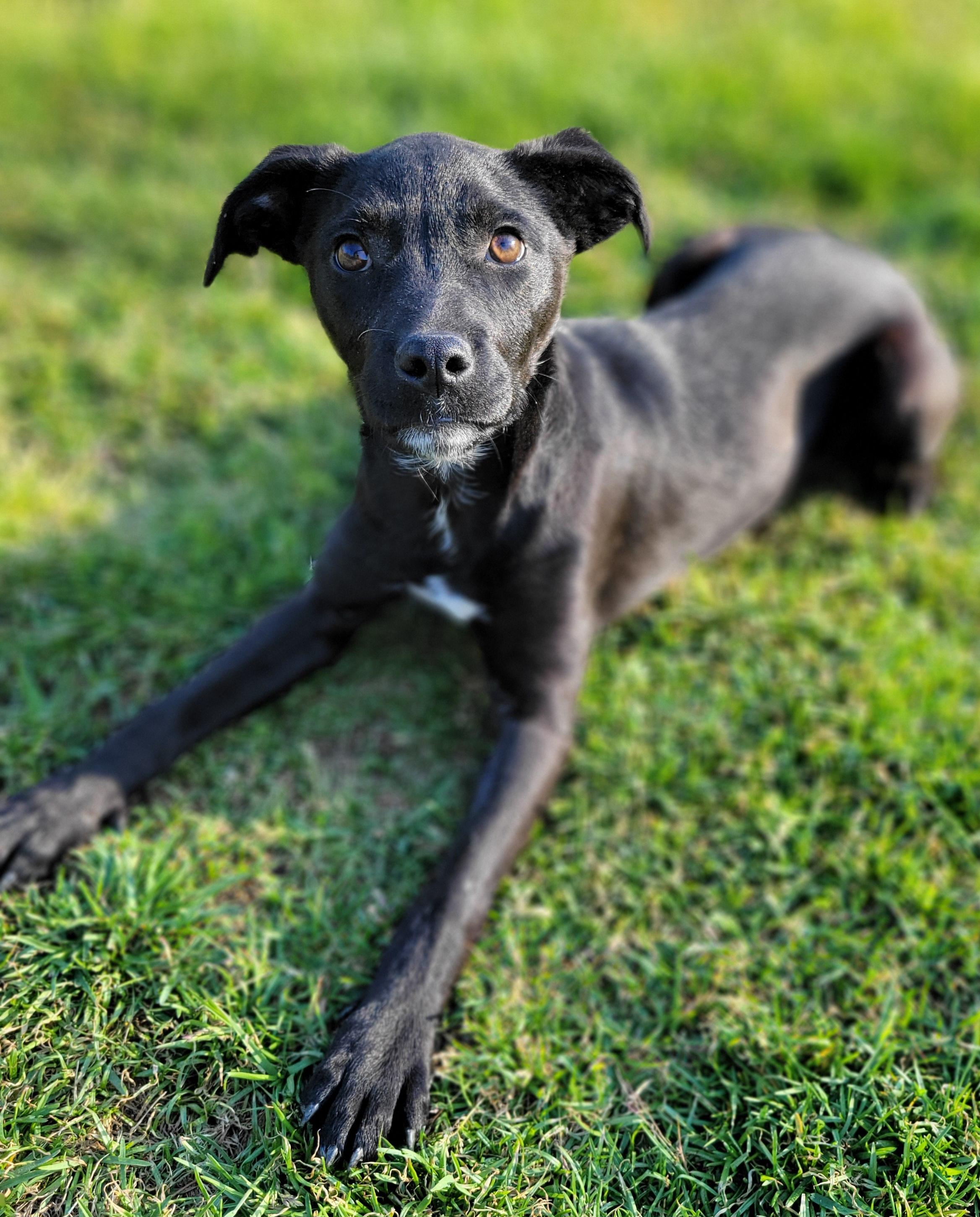 Natasha , ADOPTABLE, Puppy Female Labrador Retriever.