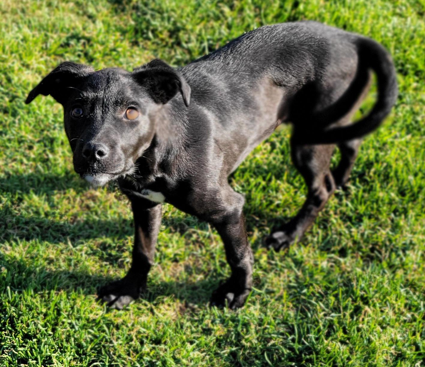 Enlarge Natasha , a ADOPTABLE mixed breed in Elwood, NJ image 5/6
