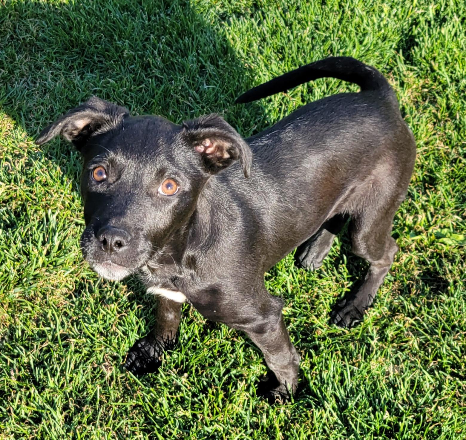Enlarge Natasha , a ADOPTABLE mixed breed in Elwood, NJ image 3/6