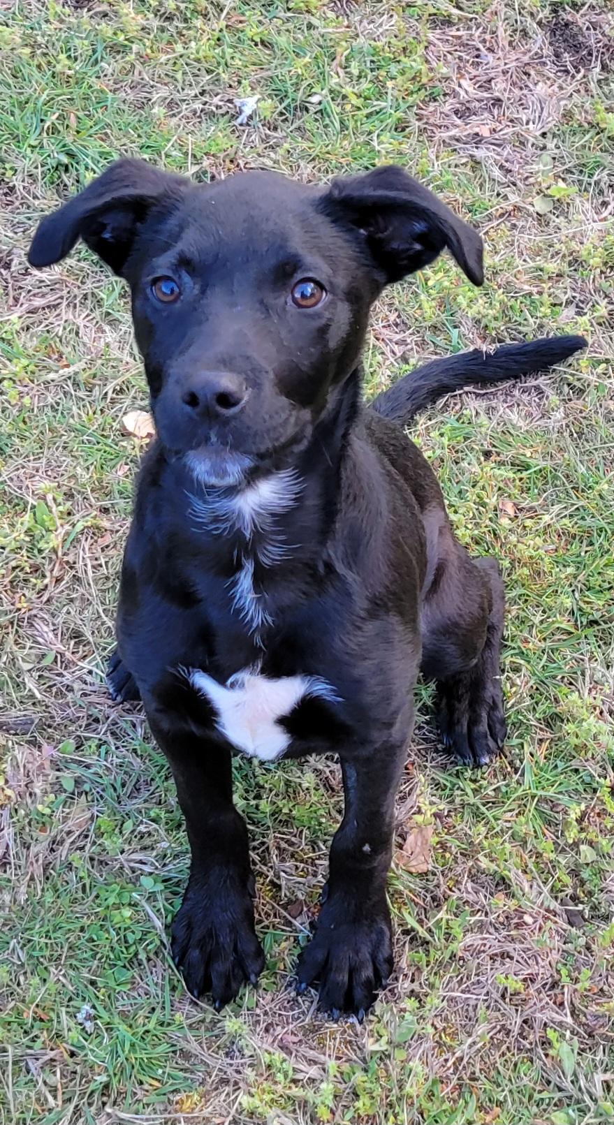 Enlarge Natasha , a ADOPTABLE mixed breed in Elwood, NJ image 6/6