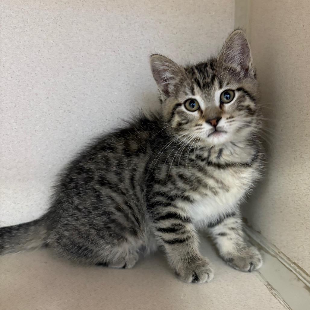 Tinker (Wanda (25-1Y-2)), Adoptable, Young Female Domestic Short Hair.