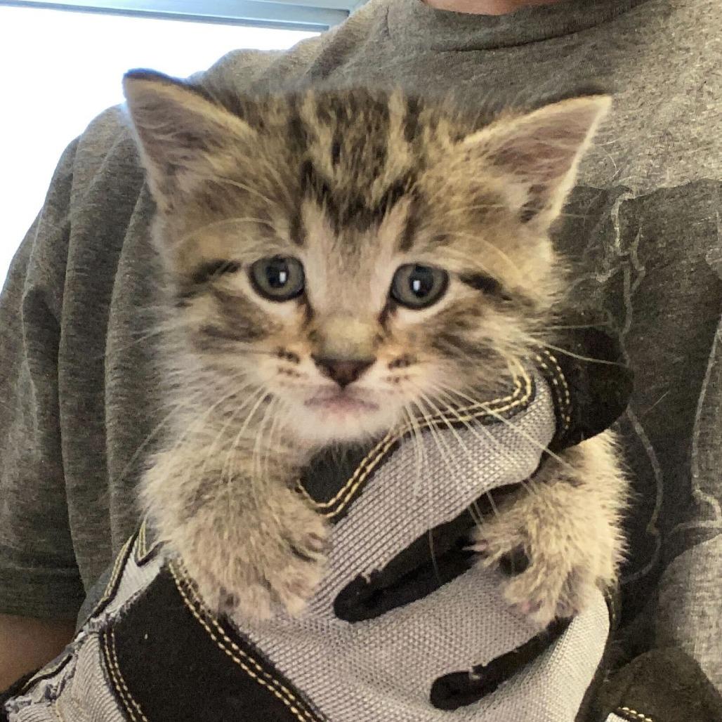 Tinker (Wanda (25-1Y-2)), a Adoptable Domestic Short Hair in Rifle, CO image 2/4