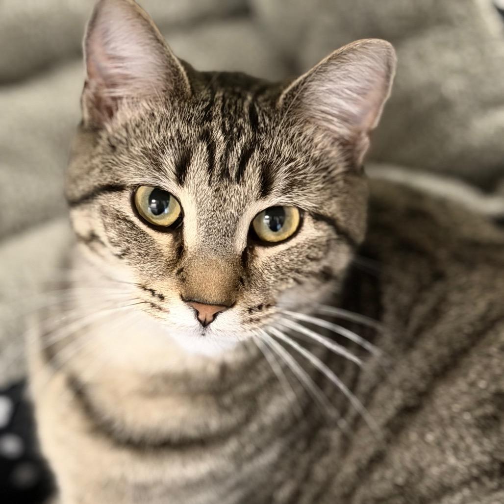 Tinker (Wanda (25-1Y-2)), a Adoptable Domestic Short Hair in Rifle, CO image 3/4