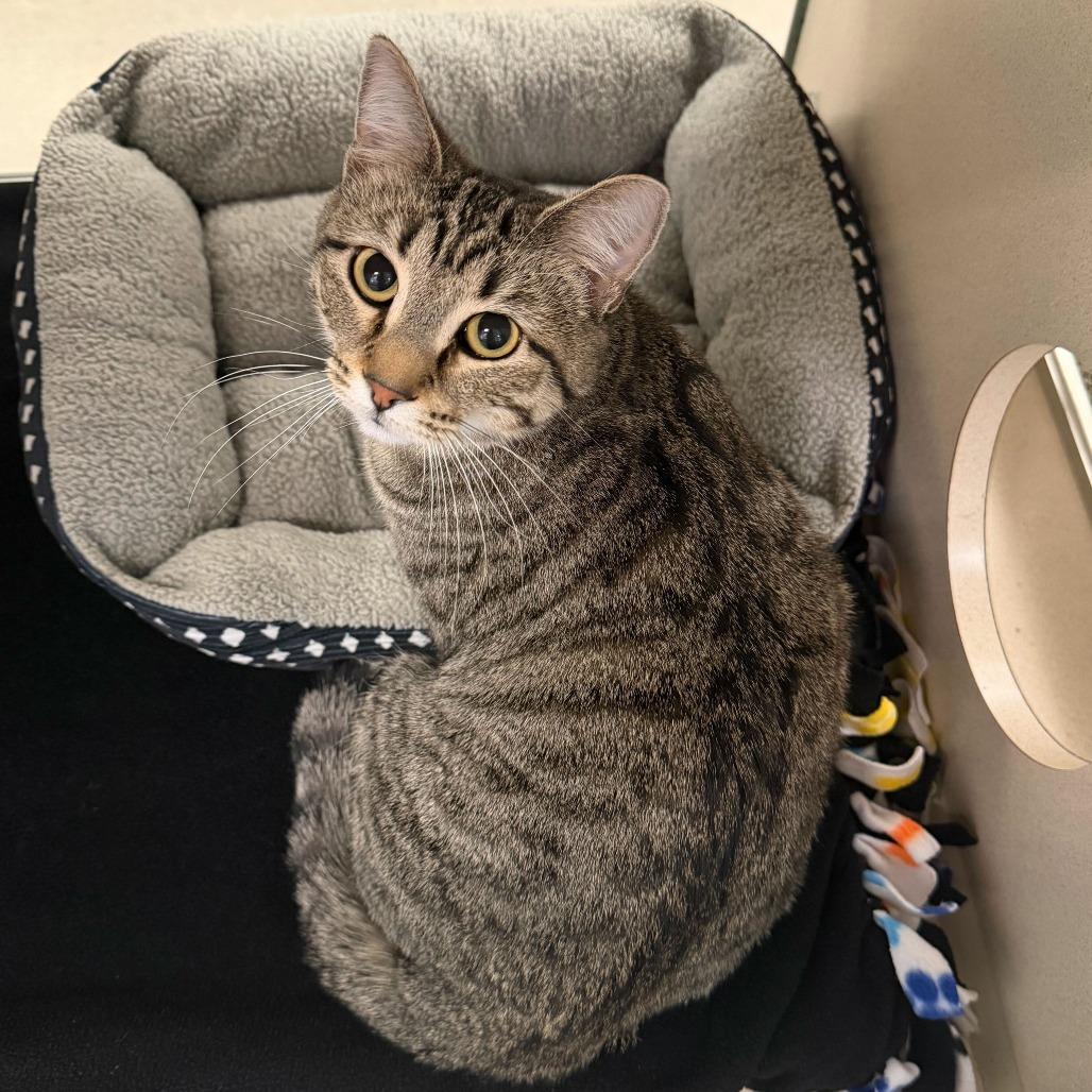 Tinker (Wanda (25-1Y-2)), a Adoptable Domestic Short Hair in Rifle, CO image 4/4