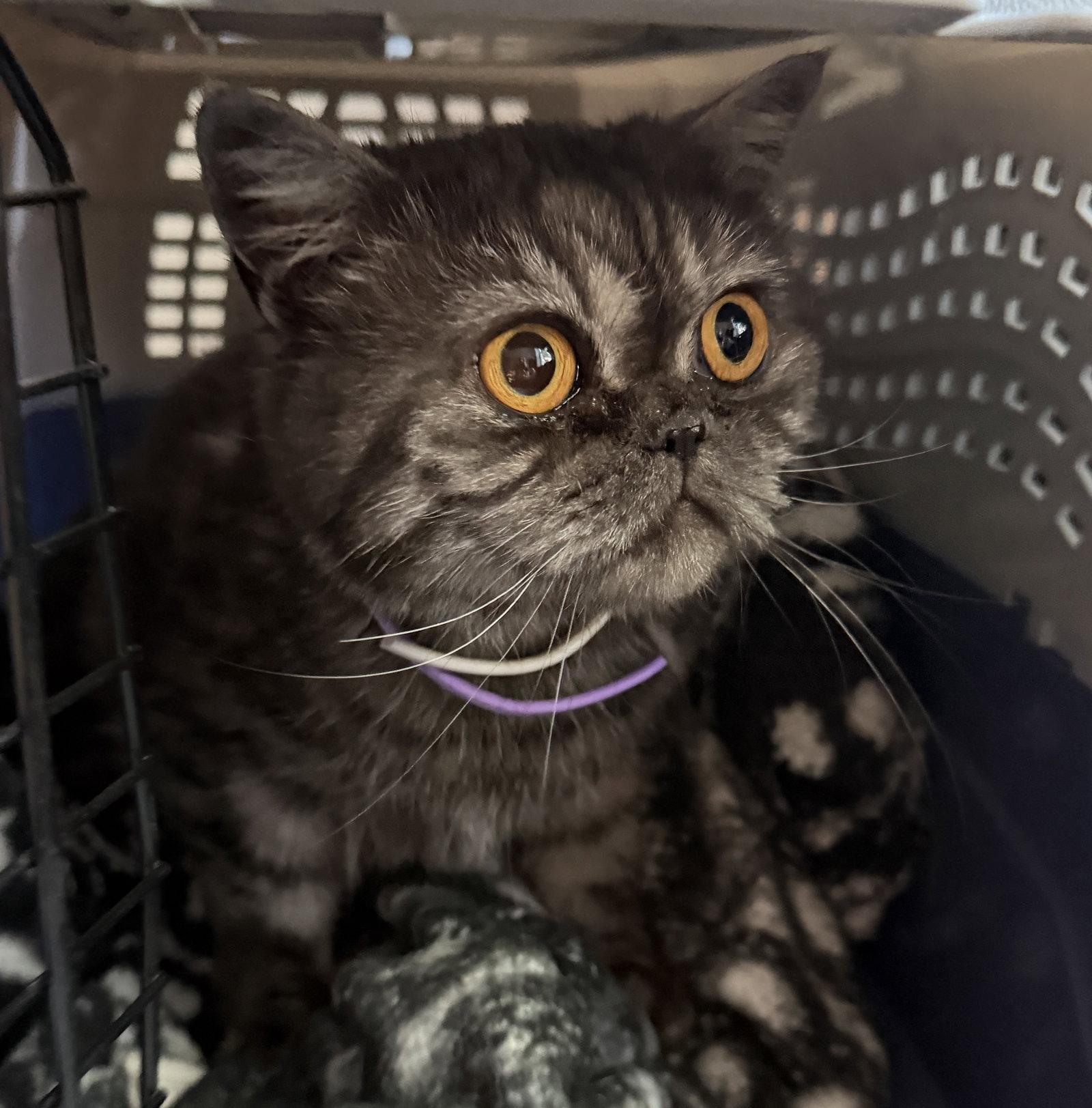 Mimi, Adopted, Young Female Scottish Fold.