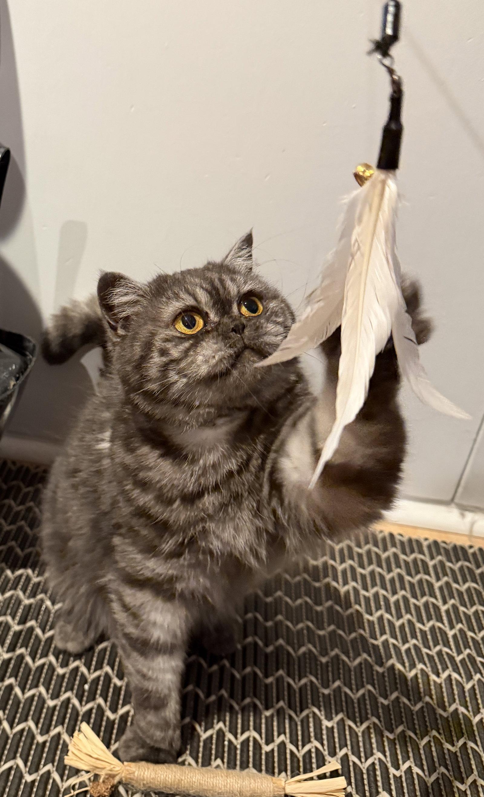 Enlarge Mimi, a Adopted Scottish Fold in Broomall, PA image 2/3