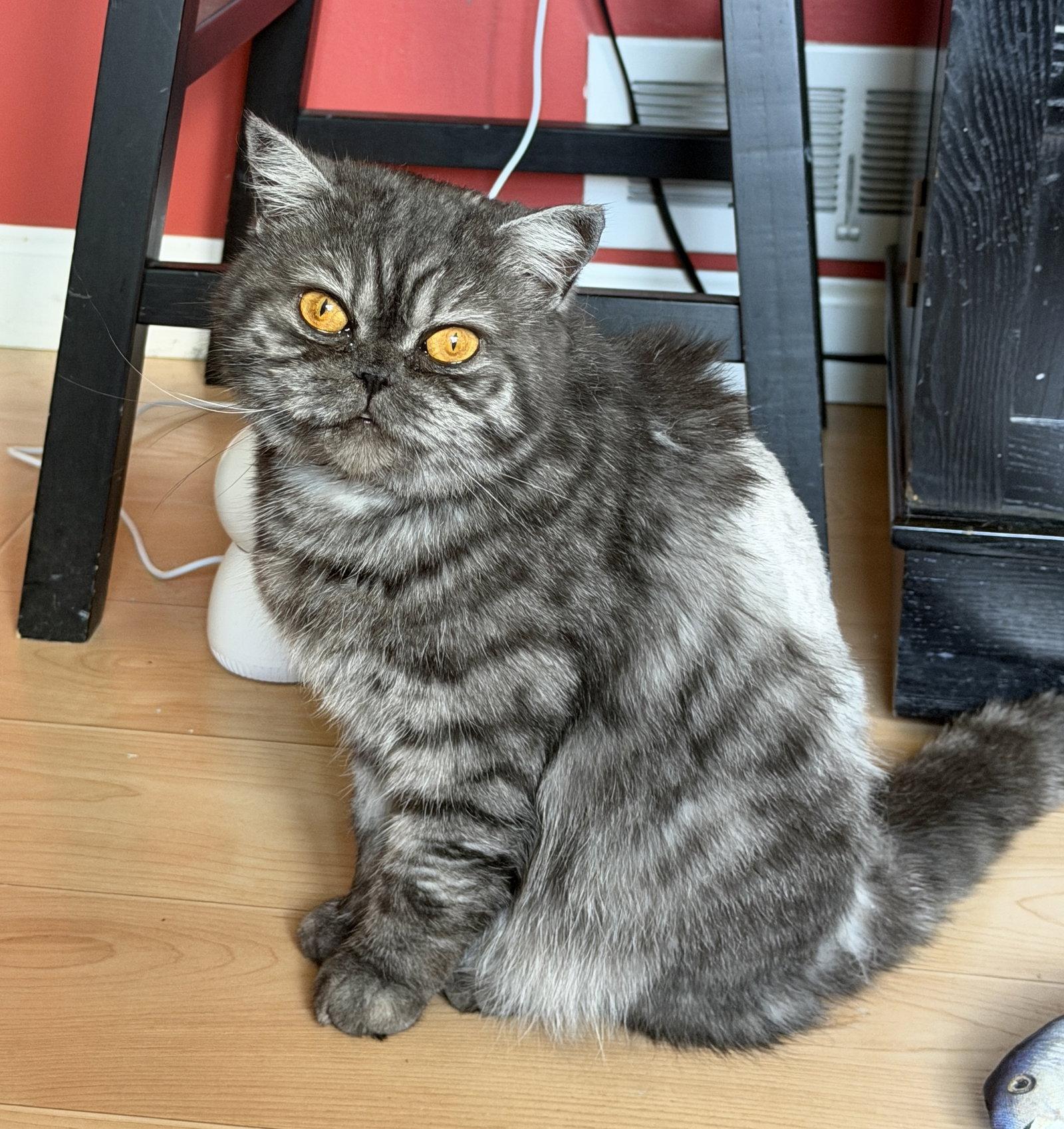 Enlarge Mimi, a Adopted Scottish Fold in Broomall, PA image 3/3