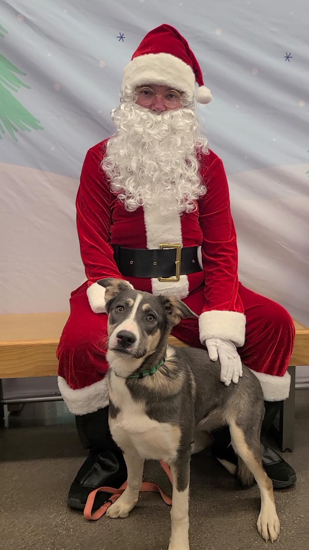 Enlarge Liberty, a ADOPTABLE mixed breed in Pahrump, NV image 2/2