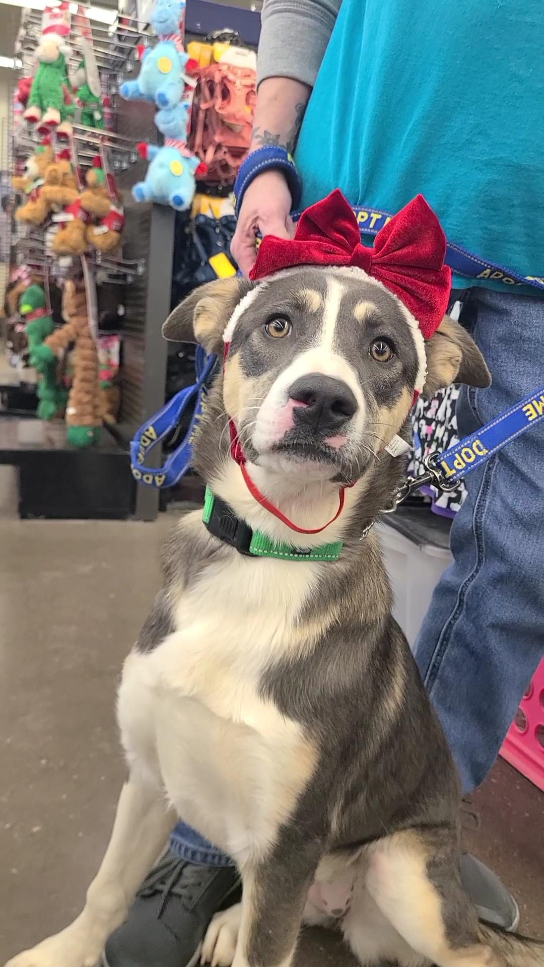 Enlarge Liberty, a ADOPTABLE mixed breed in Pahrump, NV image 1/2