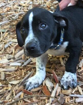 Enlarge Jameson (aka Babe Oryx), a Adoptable mixed breed in Washington, DC image 1/4
