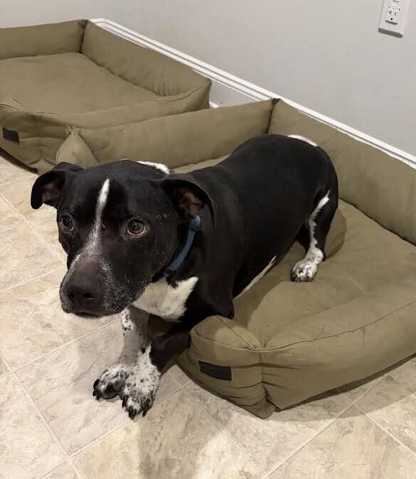 Enlarge Jameson (aka Babe Oryx), a Adoptable mixed breed in Washington, DC image 2/4