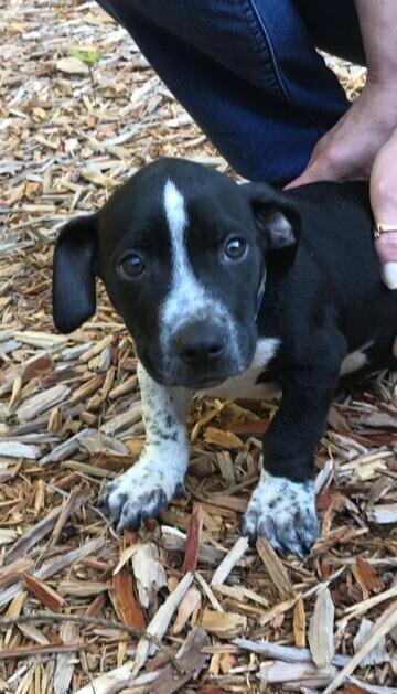 Enlarge Jameson (aka Babe Oryx), a Adoptable mixed breed in Washington, DC image 3/4