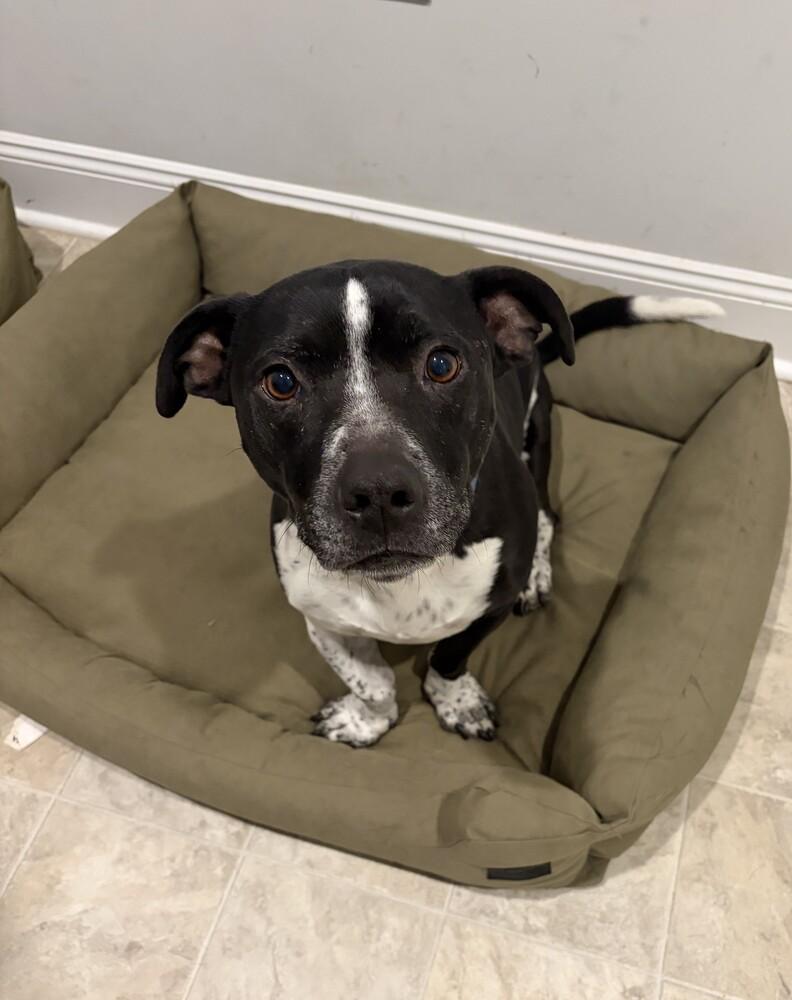 Enlarge Jameson (aka Babe Oryx), a Adoptable mixed breed in Washington, DC image 4/4
