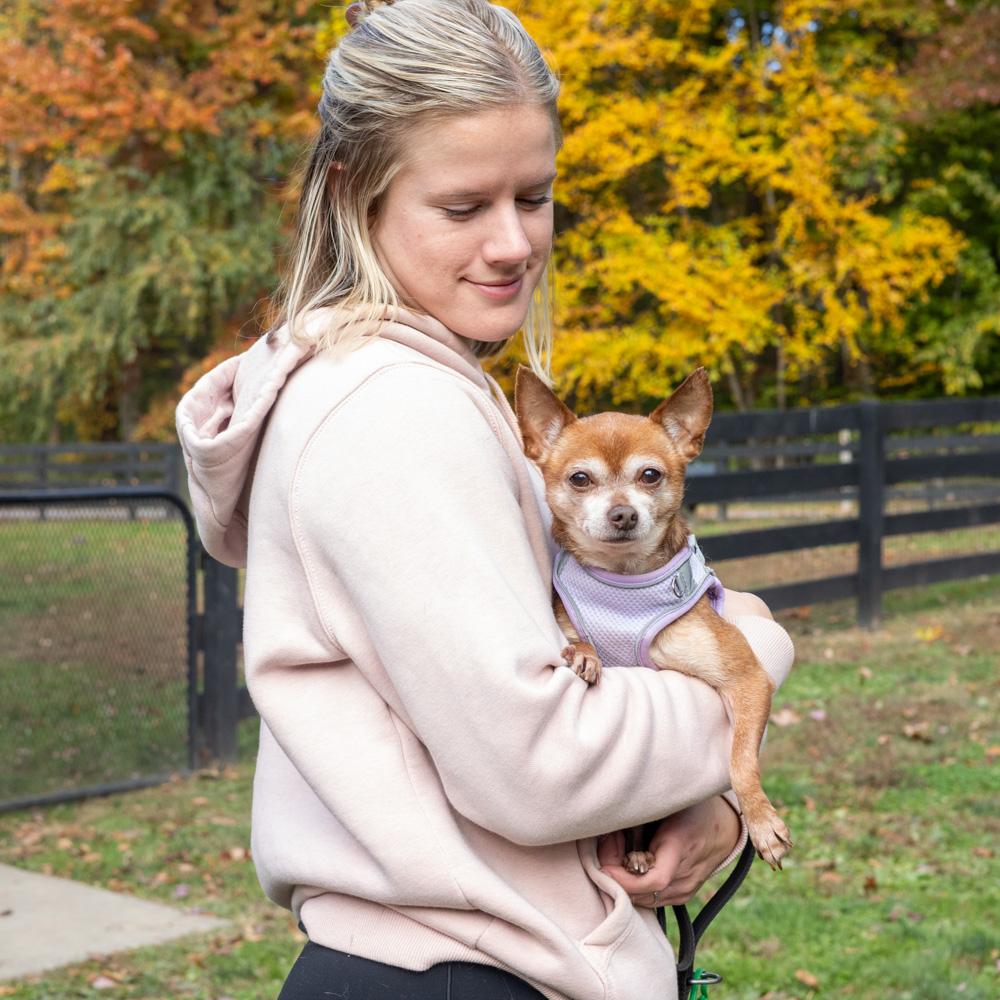 Milo (Male), a Adoptable Chihuahua in West Grove, PA image 2/6