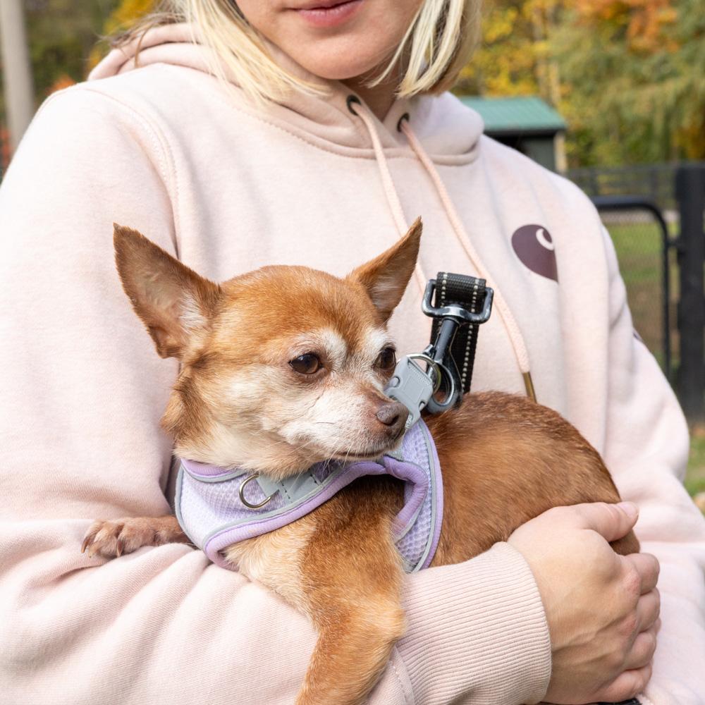 Milo (Male), a Adoptable Chihuahua in West Grove, PA image 3/6