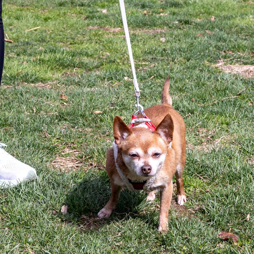 Enlarge Milo (Male), a Adoptable Chihuahua in West Grove, PA image 4/6