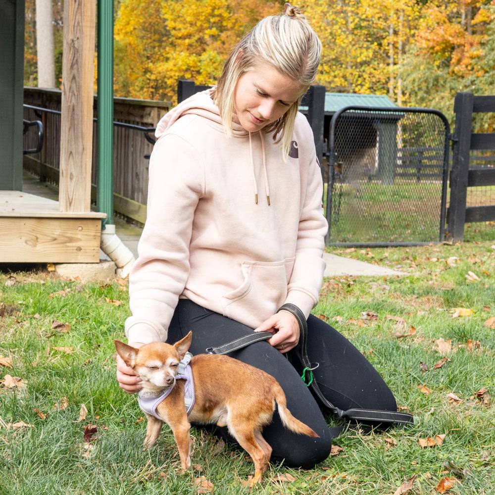 Milo (Male), a Adoptable Chihuahua in West Grove, PA image 4/6